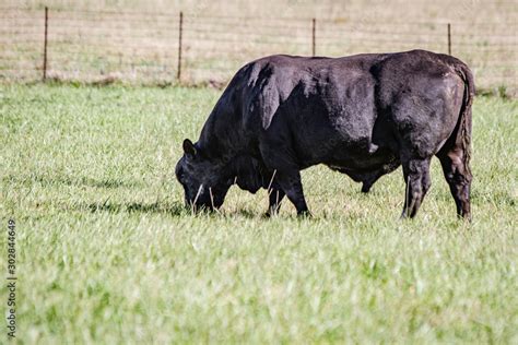 Black Angus bull grazing Stock Photo | Adobe Stock