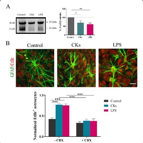 Intracellular Calcium Sources Sustain Calcium Dynamics In Astrocytes A