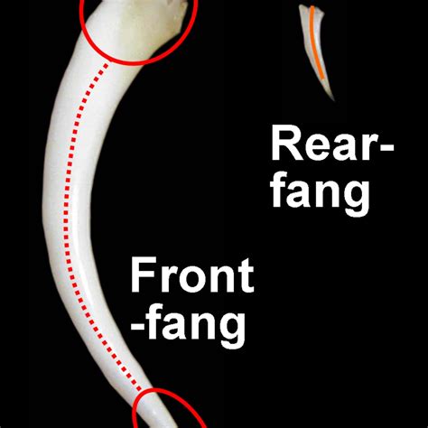 Snake Fangs Diagram