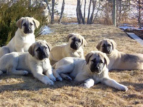 Kangal Dog - Pet Your Dog