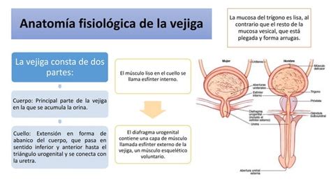 FORMACIÓN DE LA ORINA POR LOS RIÑONES FILTRACIÓN GLOMERULAR FLUJO