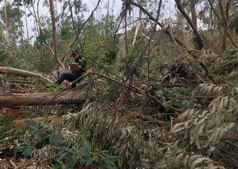 Muri Un Hombre Al Ser Aplastado Por Un Rbol En Campo Ram N