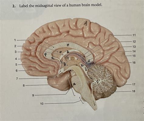 Label The Midsagittal View Of A Human Brain Model Diagram Quizlet