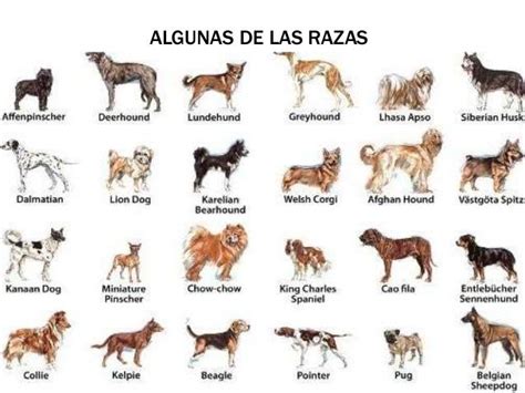 Tipos De Raza De Perros