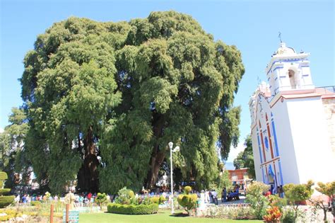 Rbol Del Tule El Regalo Del Rey Condoy Eloriente Net