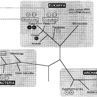 (PDF) Prokaryotic introns and inteins: A panoply of Form and function