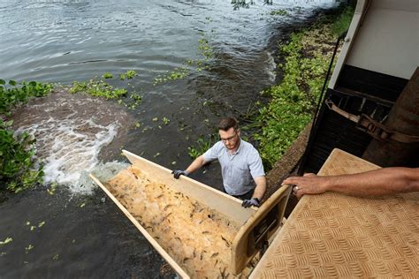 Empresa Realiza Soltura De Mil Peixes No Rio Paranapanema