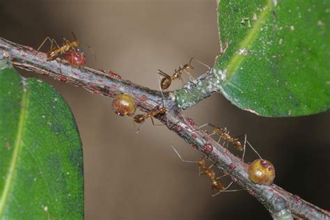 What Are The Problems Invasive Ants Cause Pacific Invasive Ant Toolkit