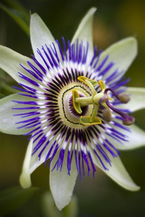 Passion Flower: Passiflora