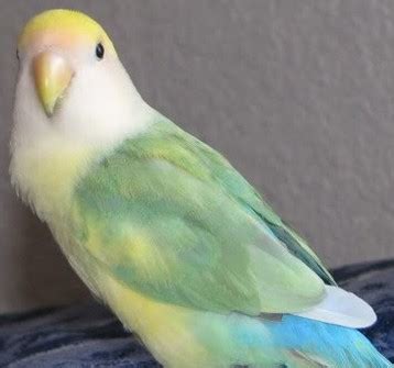 Peach Face Lovebird Mutations Genetics General Info