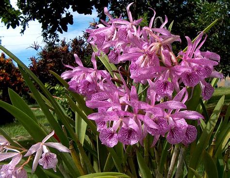 Ricardo S Blog Brassocattleya Maikai Brassavola Nodosa X Cattleya Bowringiana Easy To Grow