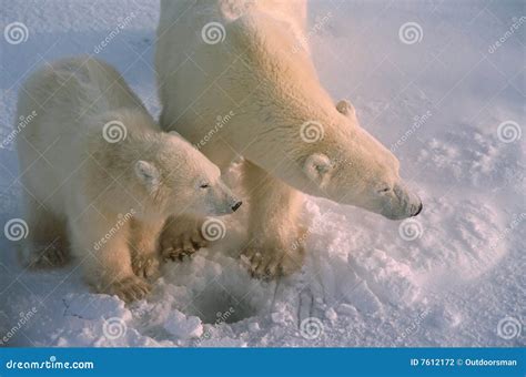 Ijsberen In Het Noordpoolgebied Canadiab Stock Foto Image Of Polair