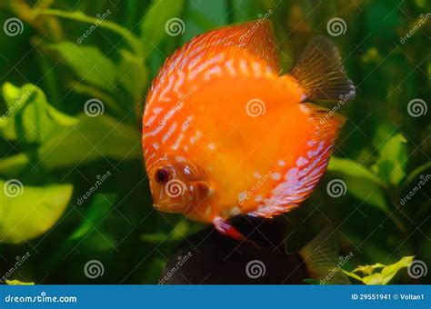 orange discus stock image image  beautiful colorful