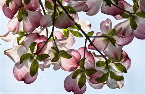 Free Pink Dogwood Stock Photo - FreeImages.com