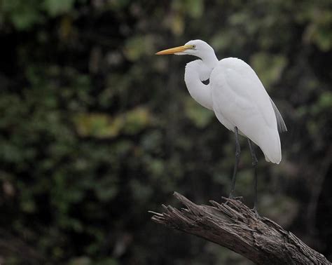 Birds of the Bayou | Save Buffalo Bayou