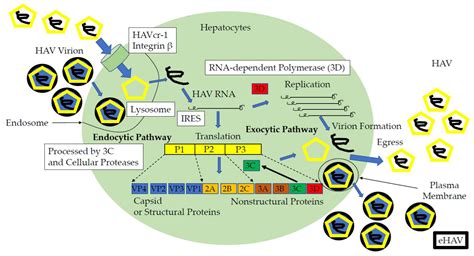 Viruses Free Full Text Cell Culture Systems And Drug Targets For