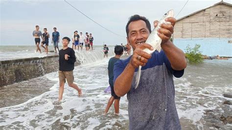 Berkah Banjir Rob Pekalongan Warga Punguti Banyak Ikan Laut Terdampar