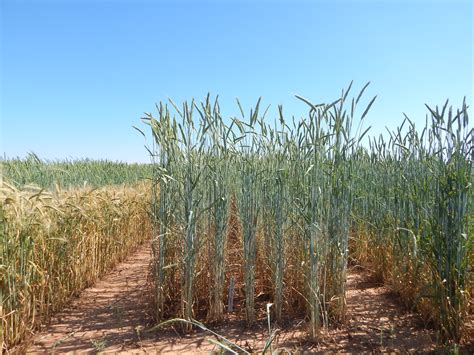 Texas Rolling Plains Agronomy Program | Texas A&M AgriLife Research and Extension Center at Vernon