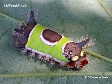 Help with caterpillar identification | Wildlife Insight