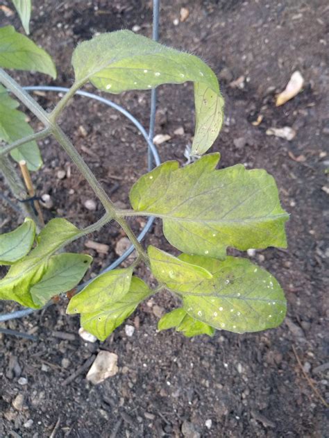 Leaves Turning Black The Most Common Are Black Spots On The Leaves Or