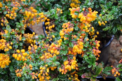 Berberis Darwinii Darwins Barberry Keeping It Green Nursery