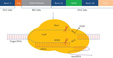 The overall structure of the Cas9 protein and the schematic diagram of ...