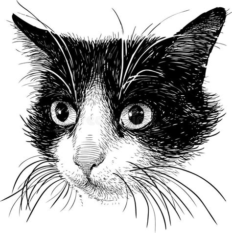 Retrato De Un Gato Blanco Y Negro Ilustración del Vector Ilustración