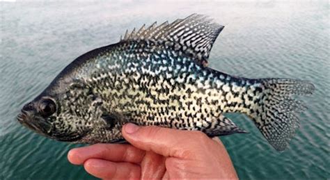 Black Crappie Mexican