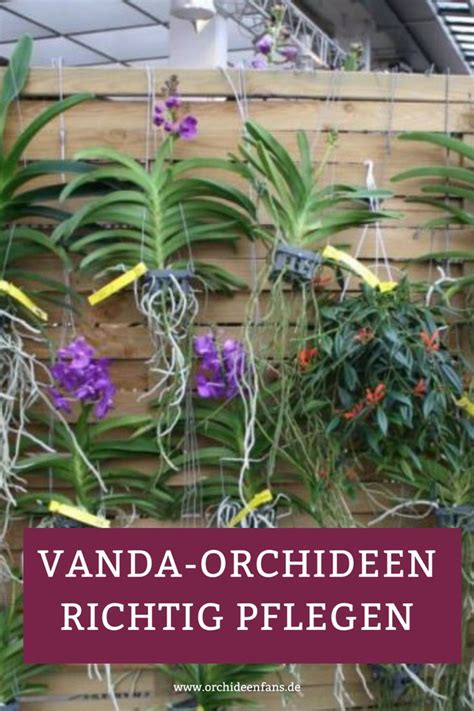 So Pflegst Du Deine Vanda Orchidee Richtig Vanda Orchideen Orchideen