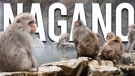 How to visit the Snow Monkeys of Nagano (2023) - Alo Japan