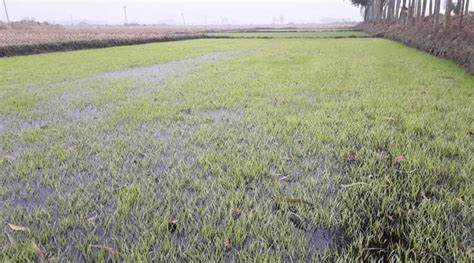 Paddy cultivation damaged in balurghat due to weather