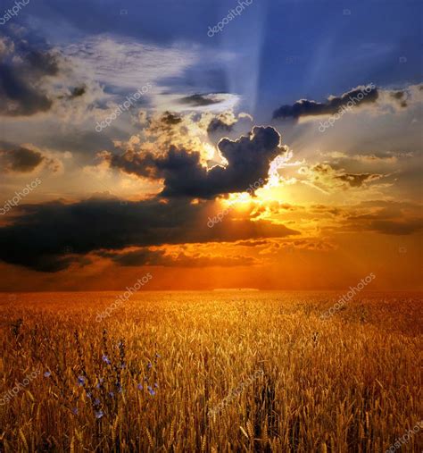 Sunset over wheat field Stock Photo by ©JuliaSha 1134465