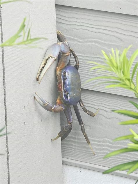 Blue Land Crabs Heading North From Florida Georgia Carolinas Tracking