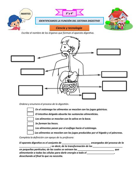 Fichas Sistema Digestivo Humano Image To U