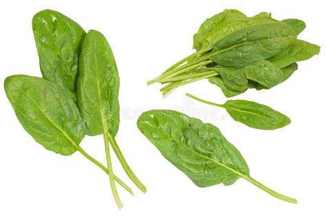 Raw Spinach Collection Isolated On White Background Stock Image Image