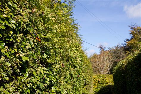 Comma Red Admirals Hedge With Lots Of Ivy Which Was Cove Flickr