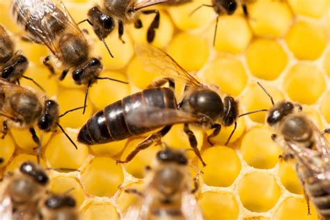 Comment Fonctionne La Colonie D Abeille Uibie Apiculture