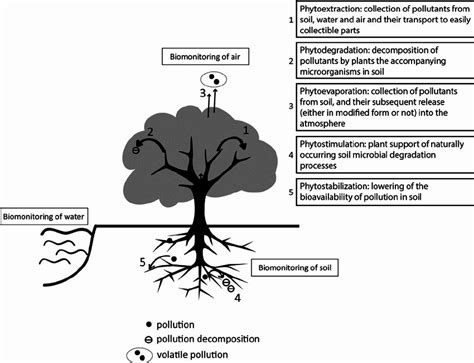 The Process Of Absorption Of Pollutants By A Plant Through Different Download Scientific