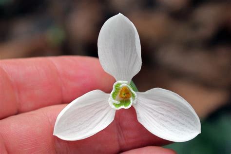 Photo Of The Bloom Of Snowdrop Galanthus Elwesii Var Monostictus