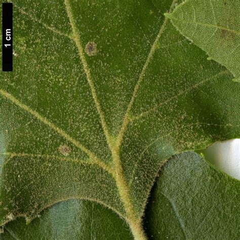 Platanus × hispanica - Trees and Shrubs Online