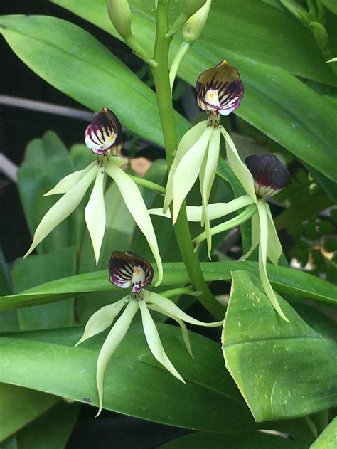 Orchid Prosthechea Green Hornet