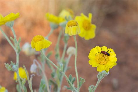 How To Grow And Care For Desert Marigolds Gardeners Path