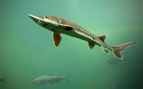 5 Tips for a Successful Sturgeon Fishing Trip