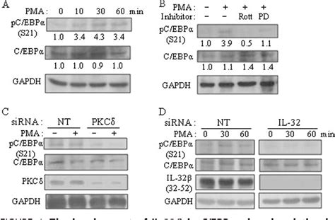 Figure 4 from Interleukin IL 32β mediated CCAAT Enhancer binding