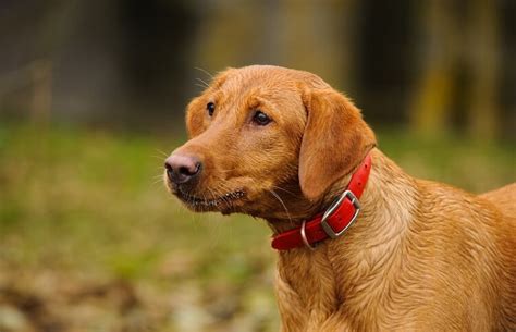 Fox Red Labrador: Color, Personality, Pros and Cons - Marvelous Dogs