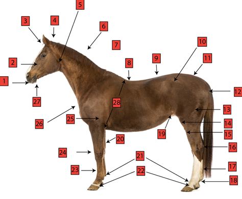 Horse Anatomy Diagram Quizlet