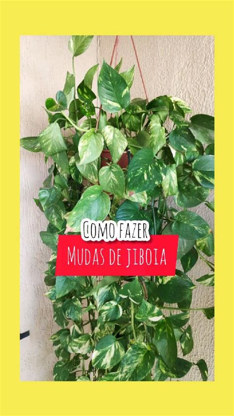 COMO FAZER MUDAS DE JIBOIA Sobre Plantas Jardim Plantas