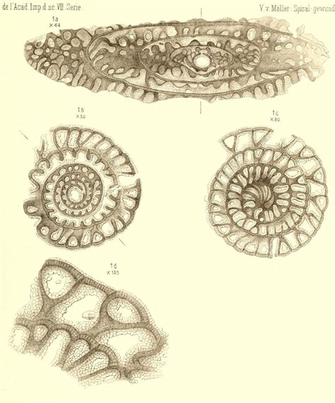 Foraminifera - The World Foraminifera Database