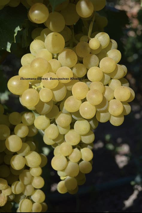 Виноградник Юліних - ТЕХНІЧНІ (ВИННІ) СОРТИ - палатіна (прім)