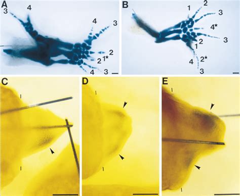 Supernumerary Limb Formation And Duplication Of Shh Expression In